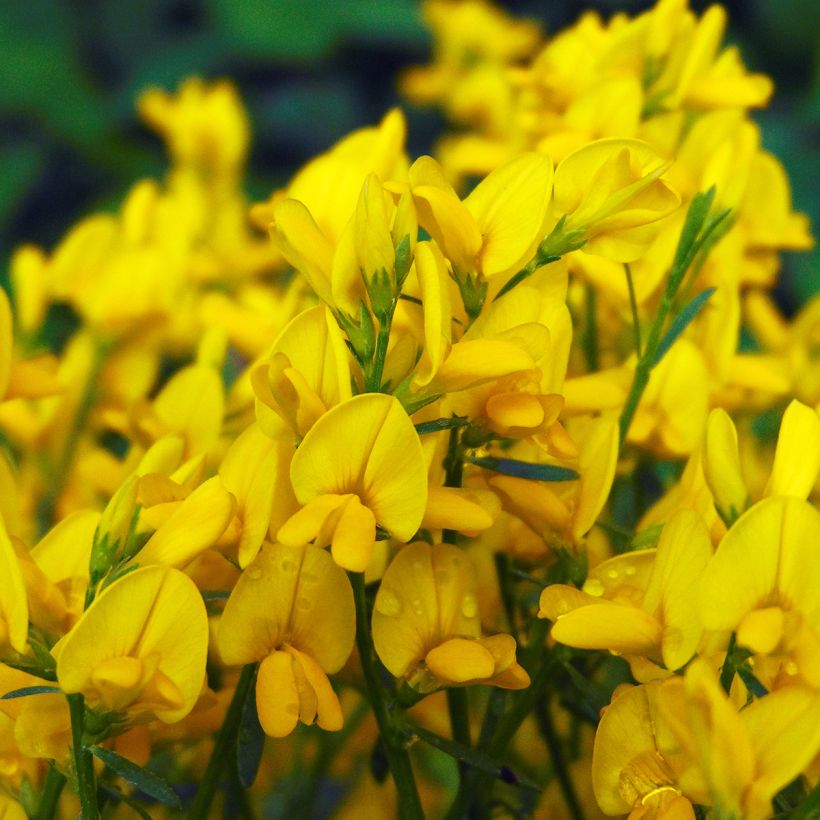 Janowiec lidyjski - Genista lydia (Kwitnienie)