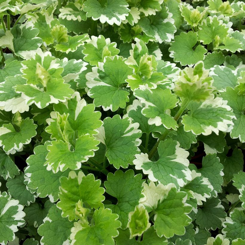 Glechoma hederacea Variegata - Bluszczyk kurdybanek (Ulistnienie)