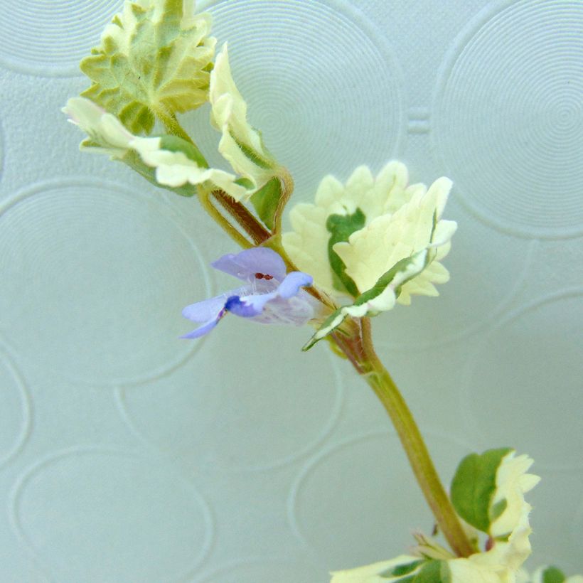 Glechoma hederacea Variegata - Bluszczyk kurdybanek (Kwitnienie)