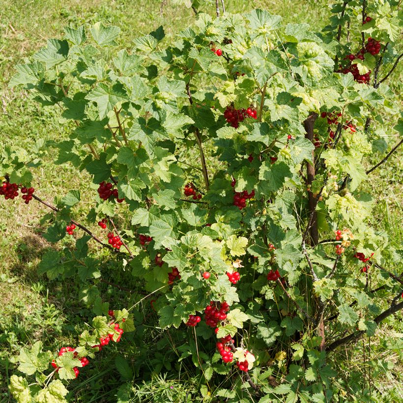 Porzeczka czerwona (Pokrój rośliny)