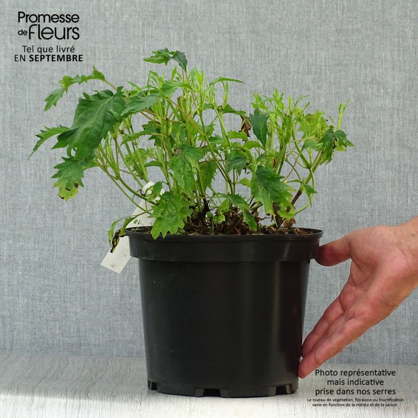 Przykładowy wygląd Hortensja krzewiasta Emerald lace Doniczka 4L/5L w momencie dostawy jesienią