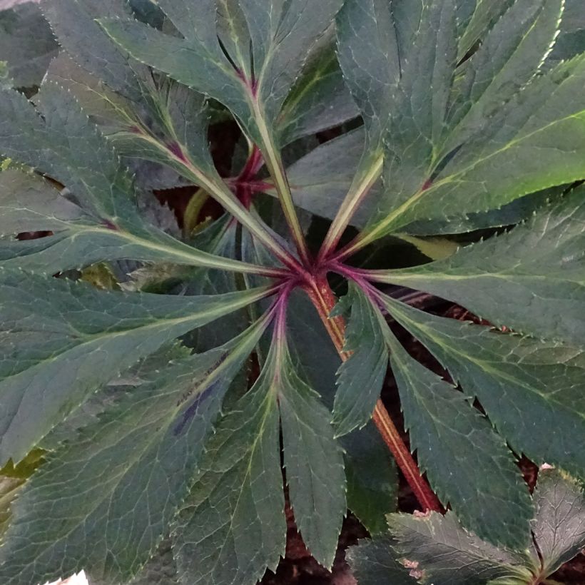 Ciemiernik wschodni Magic Double Rouge (Ulistnienie)