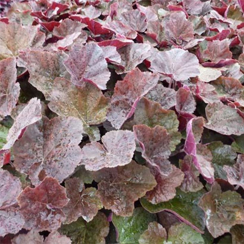 Heuchera XXL (Ulistnienie)
