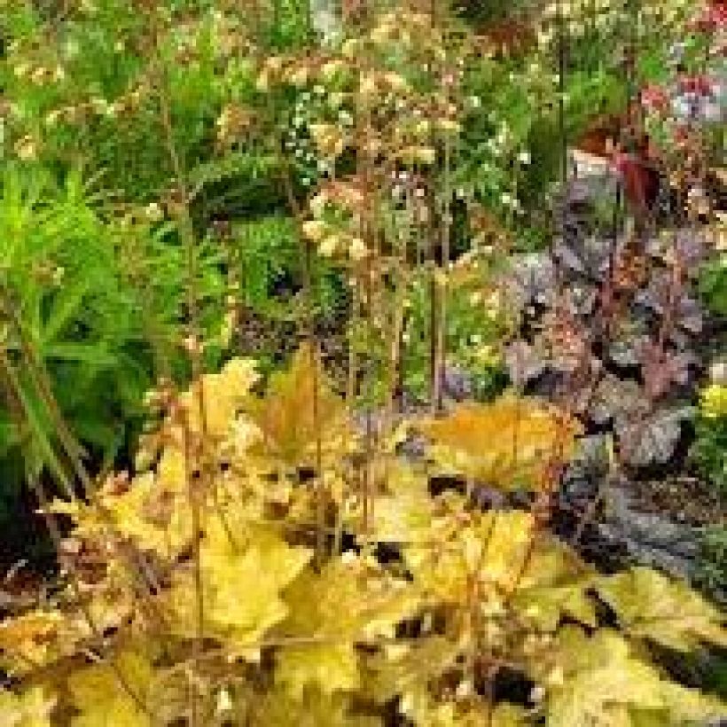 Heuchera Ginger Ale (Pokrój rośliny)