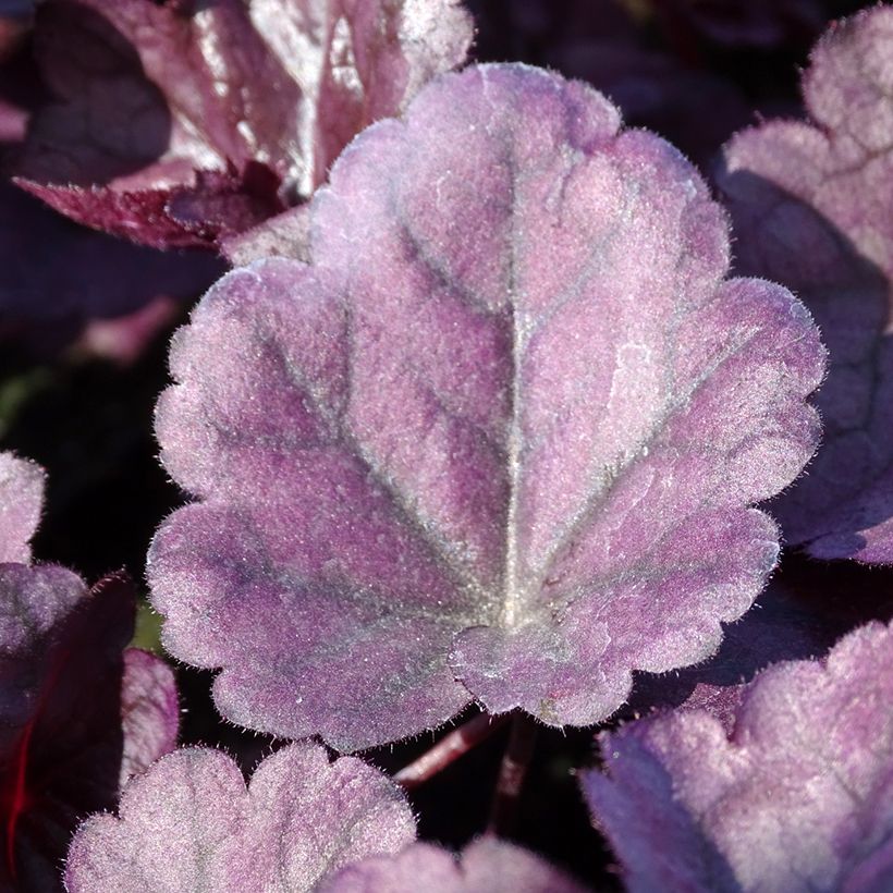 Heuchera Dolce Wildberry (Ulistnienie)