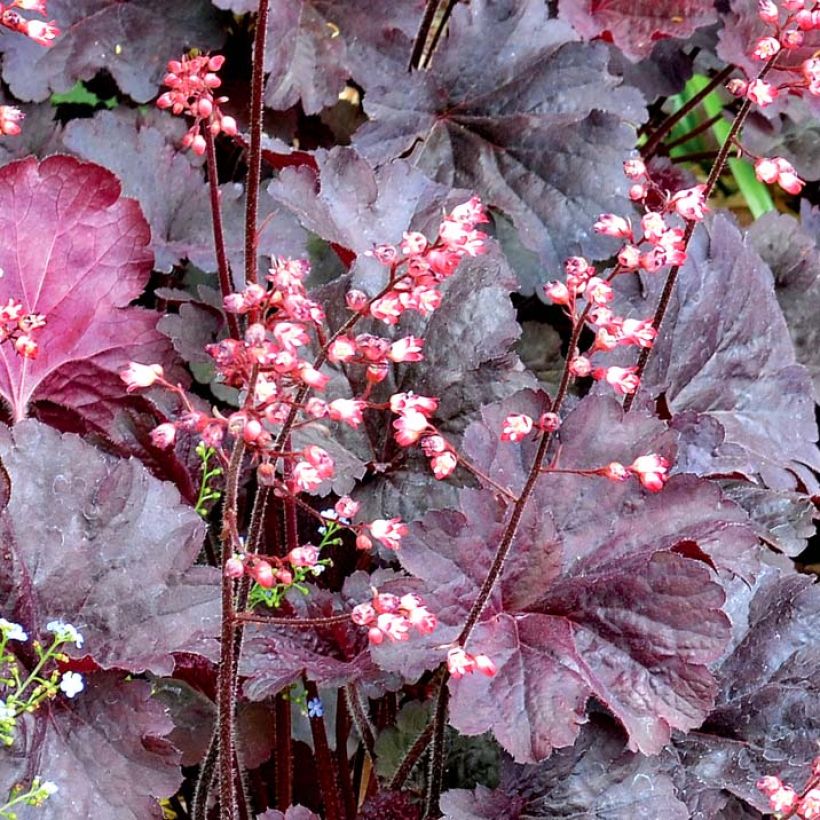 Heuchera Bella Notte (Kwitnienie)