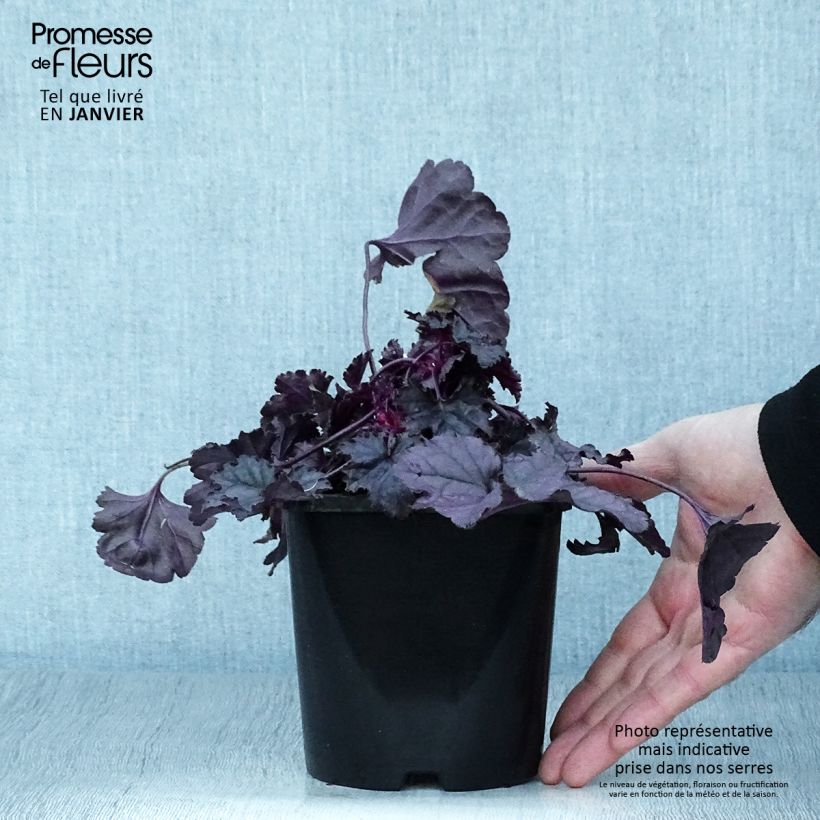 Przykładowy wygląd Heuchera Dolce Wildberry Doniczka 1,5L/2L w momencie dostawy zimą
