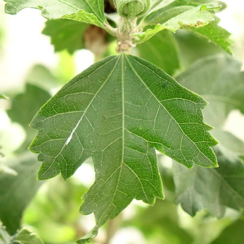 Hibiscus Blanco (Ulistnienie)