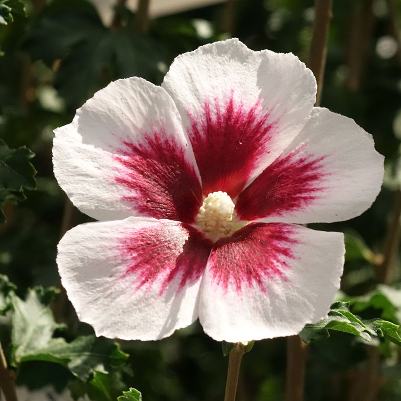 Hibiscus Blanco (Kwitnienie)