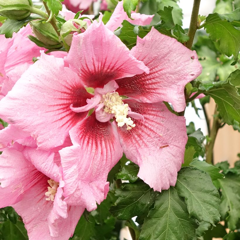 Hibiscus Rosada (Kwitnienie)