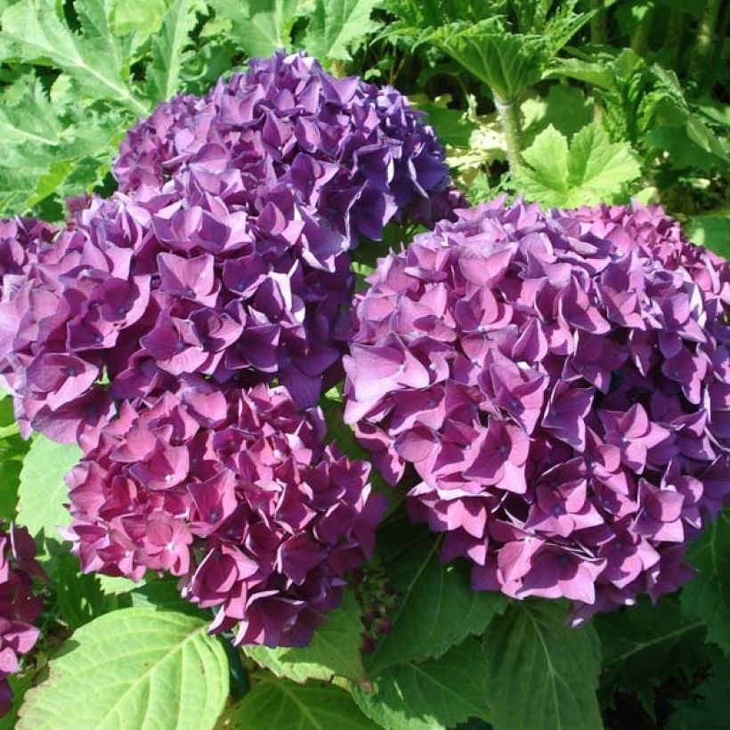 Hortensja ogrodowa Hovaria Hobergine (Kwitnienie)