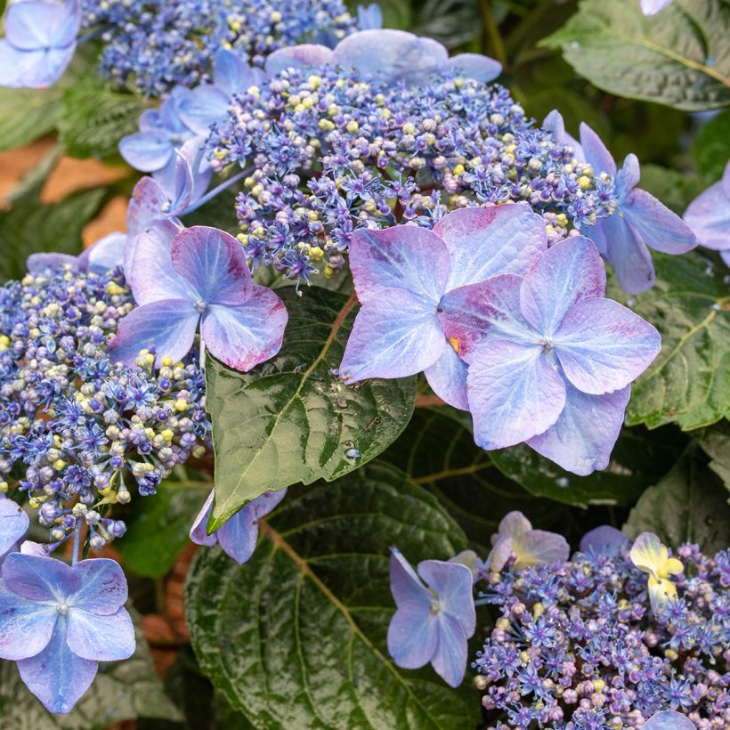 Hortensja ogrodowa Summer Pop Star (Kwitnienie)