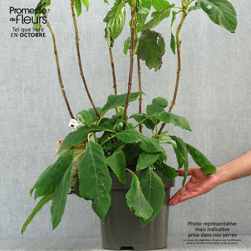 Przykładowy wygląd Hortensja kosmata Macrophylla Doniczka 7,5L/10L w momencie dostawy jesienią