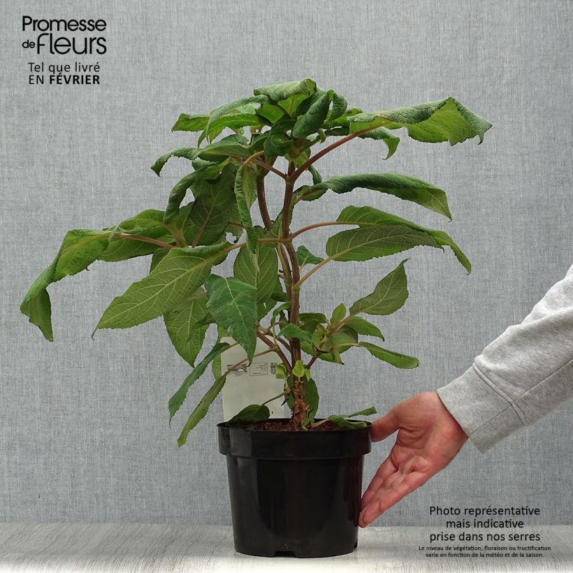 Przykładowy wygląd Hortensja kosmata Macrophylla Doniczka 2L/3L w momencie dostawy jesienią