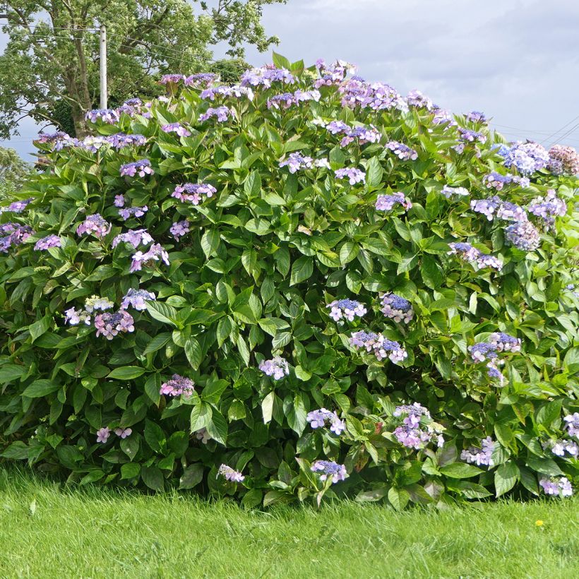 Hortensja kosmata Macrophylla (Pokrój rośliny)