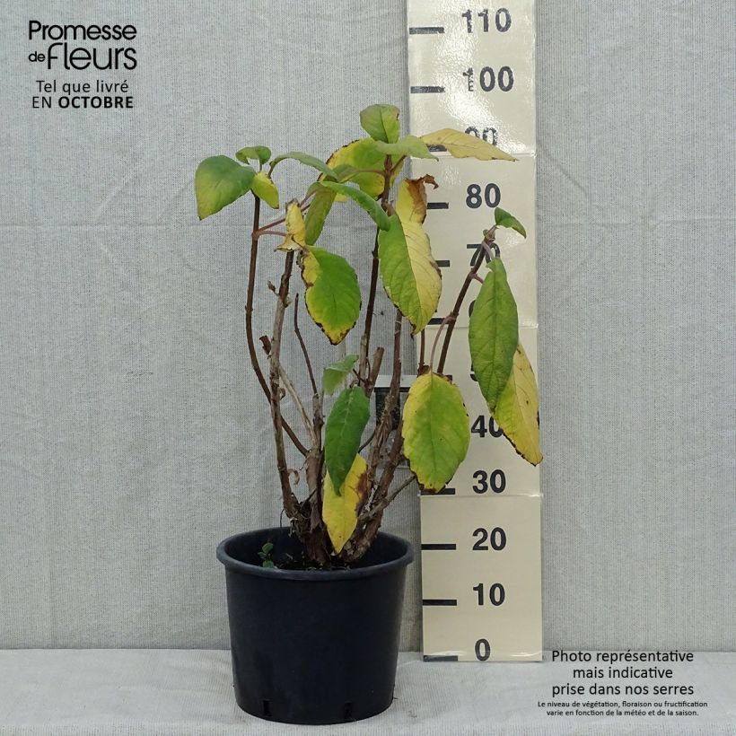 Przykładowy wygląd Hortensja kosmata Macrophylla Doniczka 12L/15L w momencie dostawy jesienią