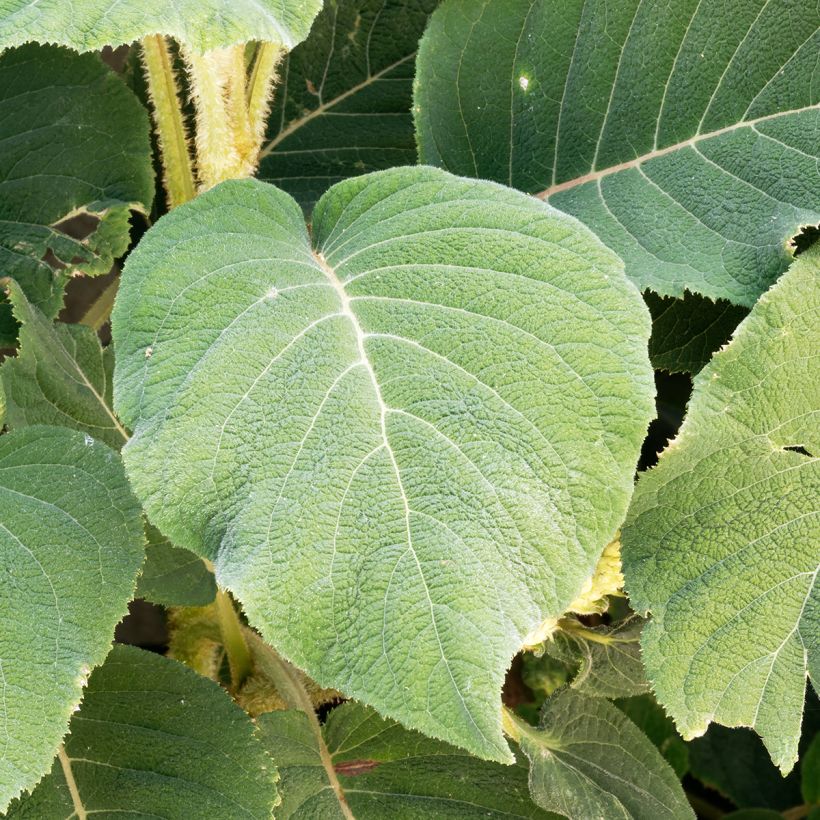 Hydrangea aspera subsp.sargentiana - Hortensja kosmata (Ulistnienie)