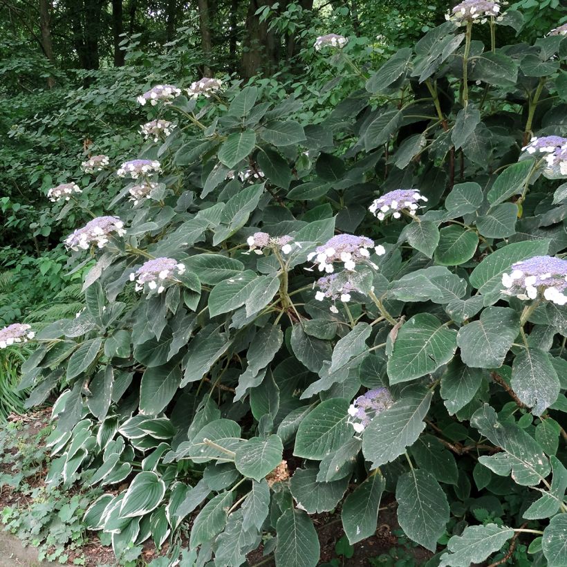 Hortensja kosmata Villosa (Pokrój rośliny)