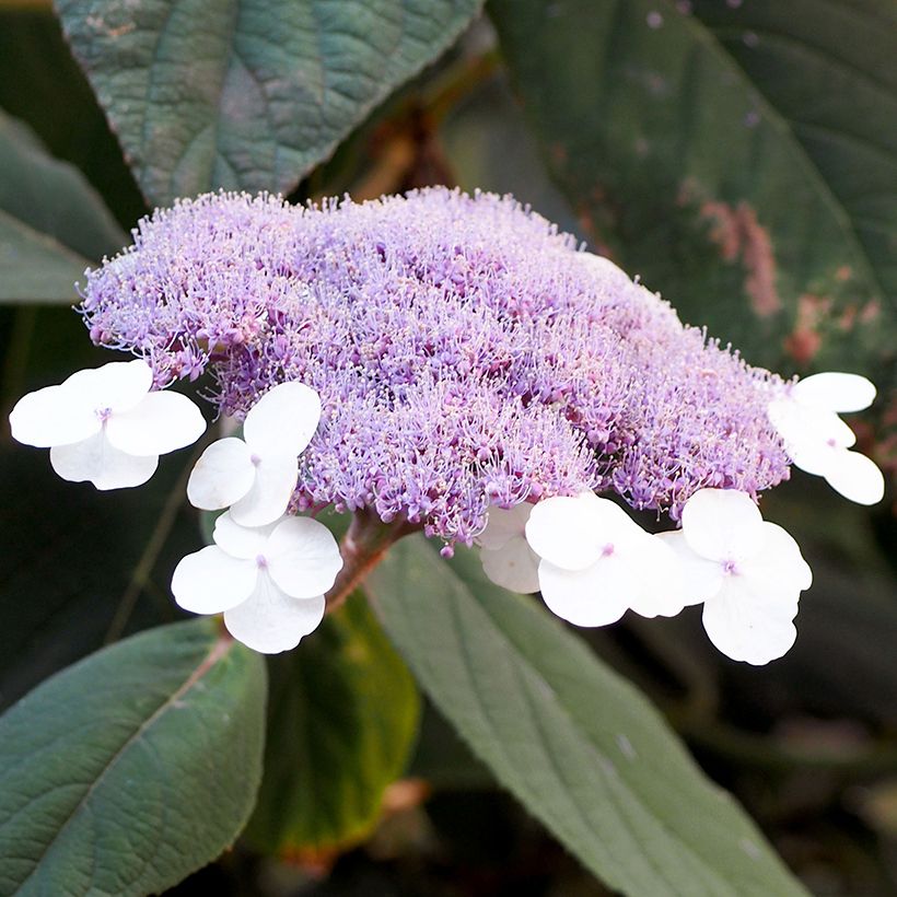 Hortensja kosmata Velvet & Lace (Kwitnienie)
