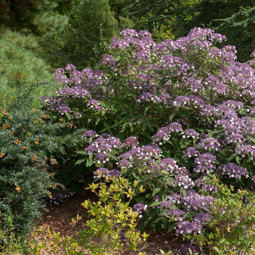 Hortensja kosmata Velvet & Lace (Pokrój rośliny)