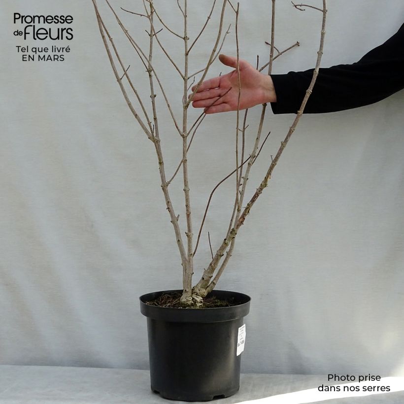 Przykładowy wygląd Hydrangea heteromalla - Hortensja otulona Doniczka 7,5L/10L w momencie dostawy wiosną