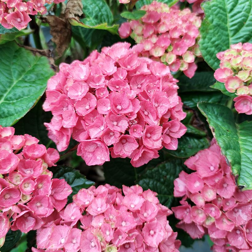 Hortensja ogrodowa Baron Rouge (Kwitnienie)
