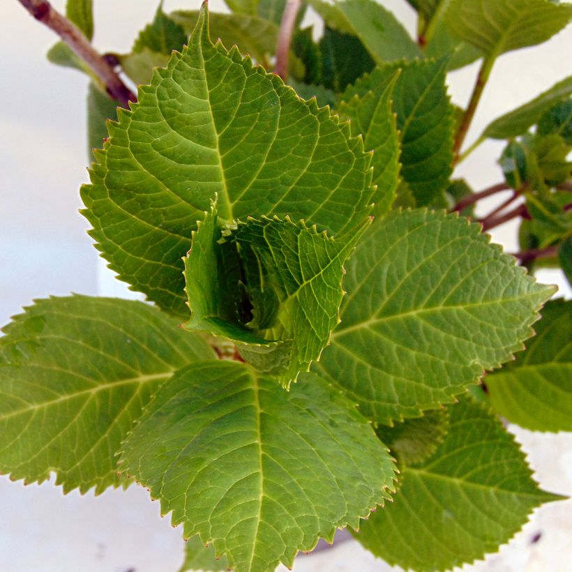 Hortensja ogrodowa Beauté Vendômoise (Ulistnienie)