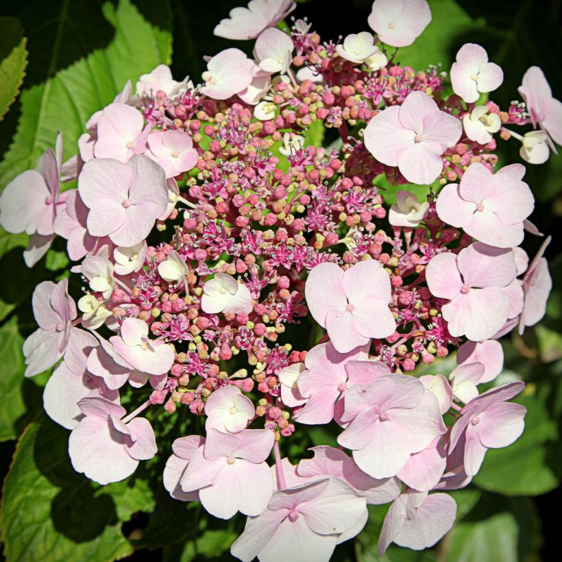 Hortensja ogrodowa Cloudi (Kwitnienie)