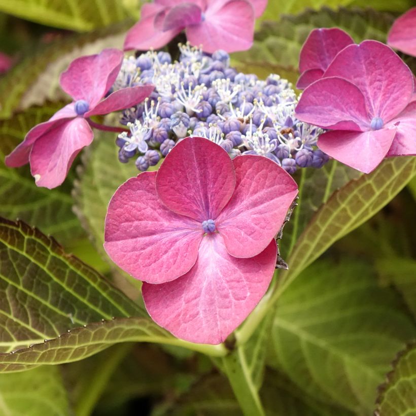 Hortensja ogrodowa Dark Angel Purple (Kwitnienie)