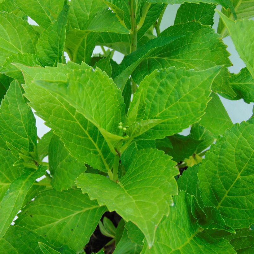 Hortensja ogrodowa Green shadow (Ulistnienie)