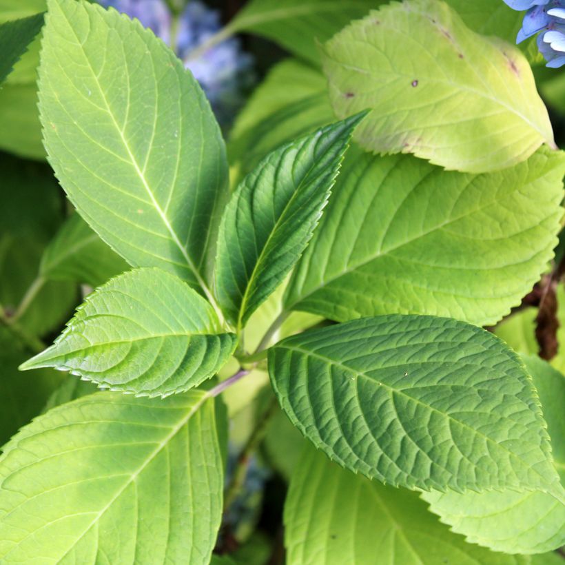 Hortensja ogrodowa Nikko Blue (Ulistnienie)