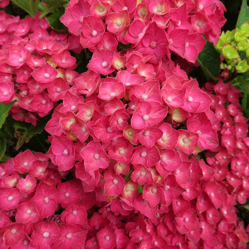 Hortensja ogrodowa Choco Love (Kwitnienie)