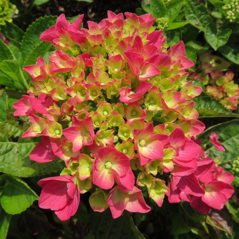 Hortensja ogrodowa Dark Pink Love (Kwitnienie)