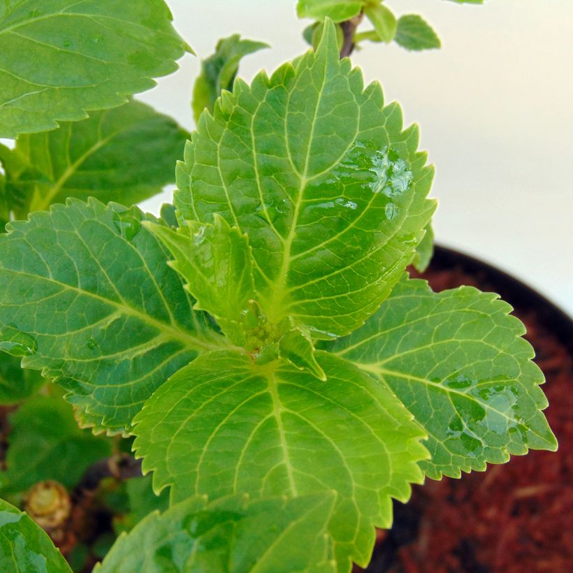 Hortensja ogrodowa Rosita (Ulistnienie)