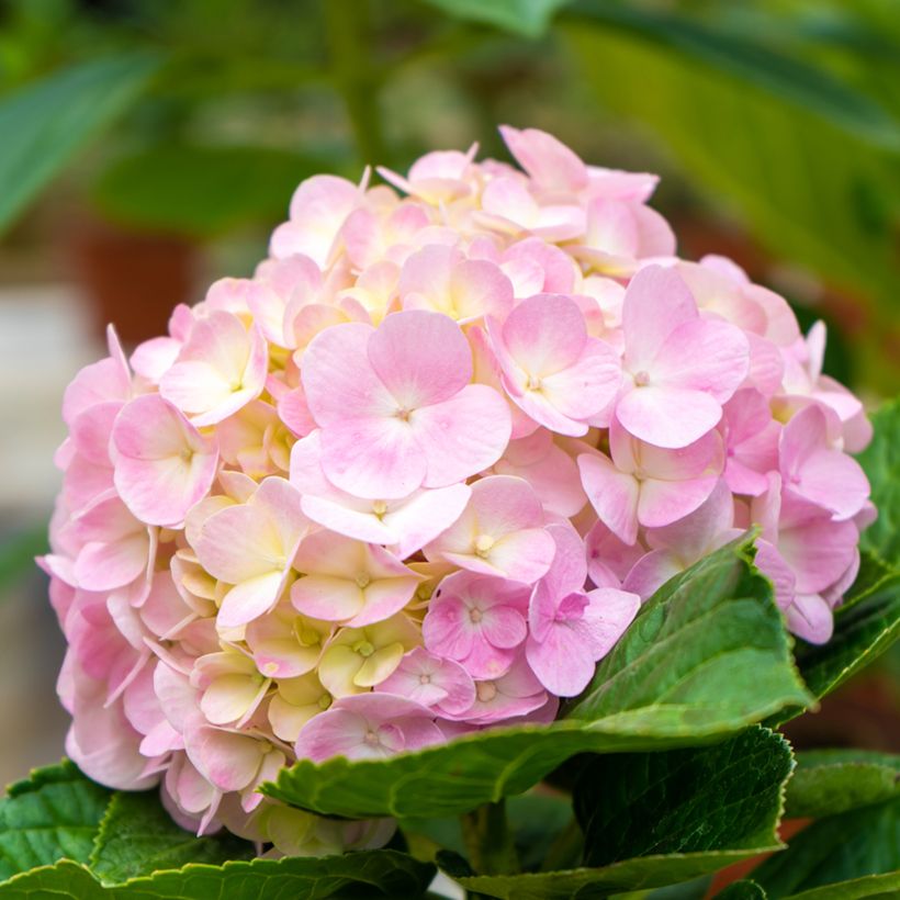 Hortensja ogrodowa Soft Pink Salsa (Kwitnienie)