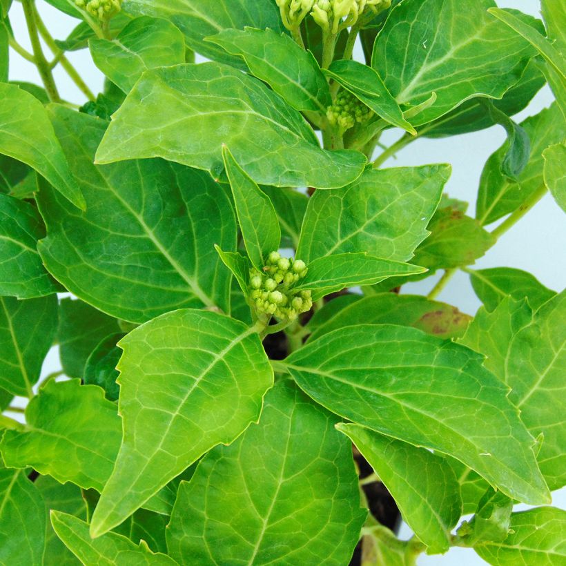 Hortensja ogrodowa Tovelit (Ulistnienie)