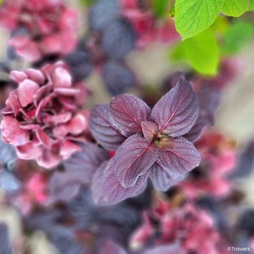 Hortensja piłkowana Choco Black Velvet (Ulistnienie)