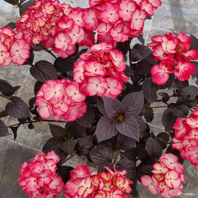Hortensja piłkowana Choco Black Velvet (Kwitnienie)