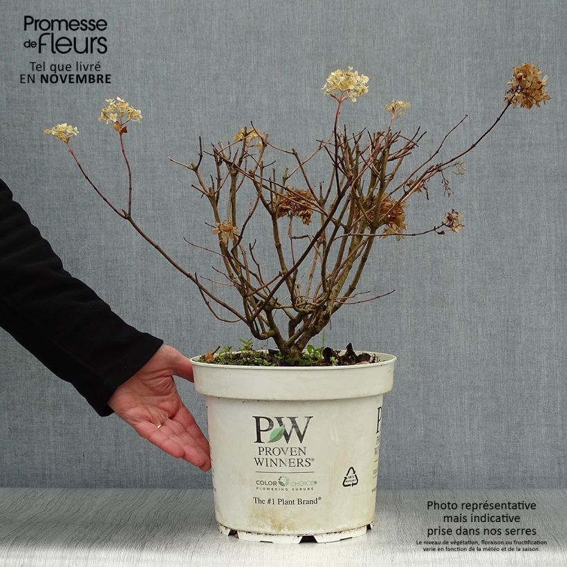 Przykładowy wygląd Hortensja bukietowa Little Lime Doniczka 7,5L/10L w momencie dostawy jesienią