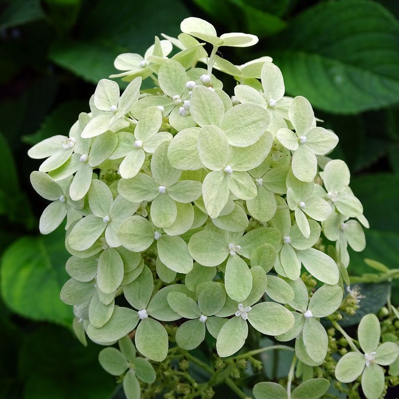 Hortensja bukietowa Pastelgreen (Kwitnienie)