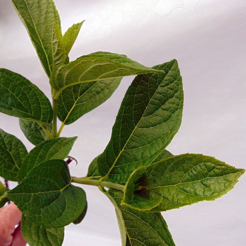 Hortensja bukietowa Pinky Winky (Ulistnienie)