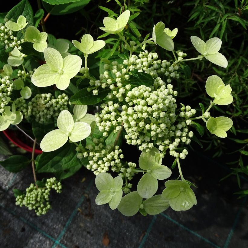 Hortensja bukietowa Wim's red (Kwitnienie)