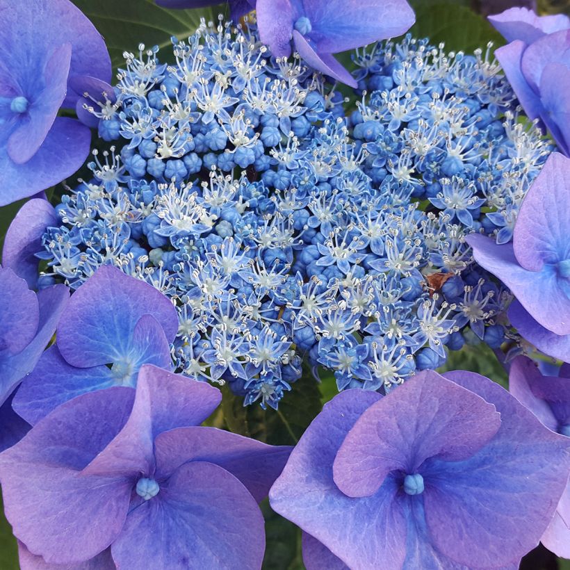 Hortensja piłkowana Blue Bird (Kwitnienie)
