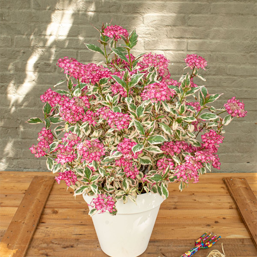 Hortensja piłkowana Euphoria Pink (Pokrój rośliny)