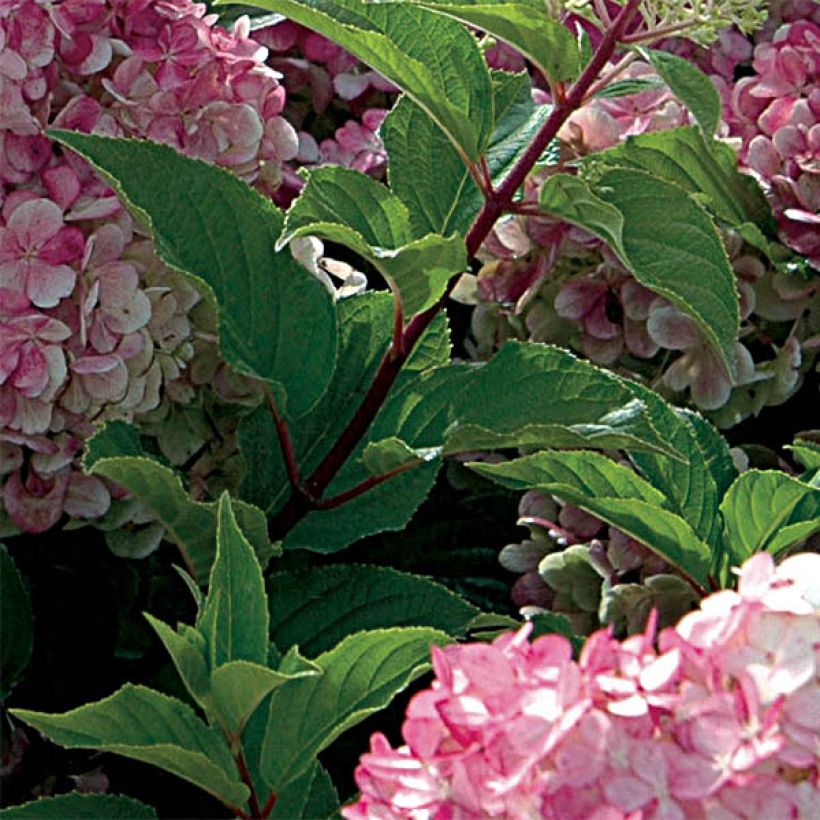 Hortensja bukietowa Vanille Fraise (Ulistnienie)