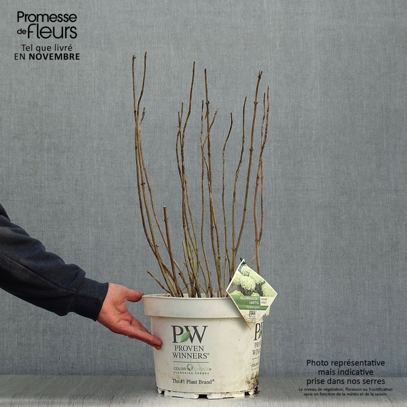 Przykładowy wygląd Hortensja krzewiasta BellaRagazza Limetta Doniczka 4L/5L w momencie dostawy jesienią