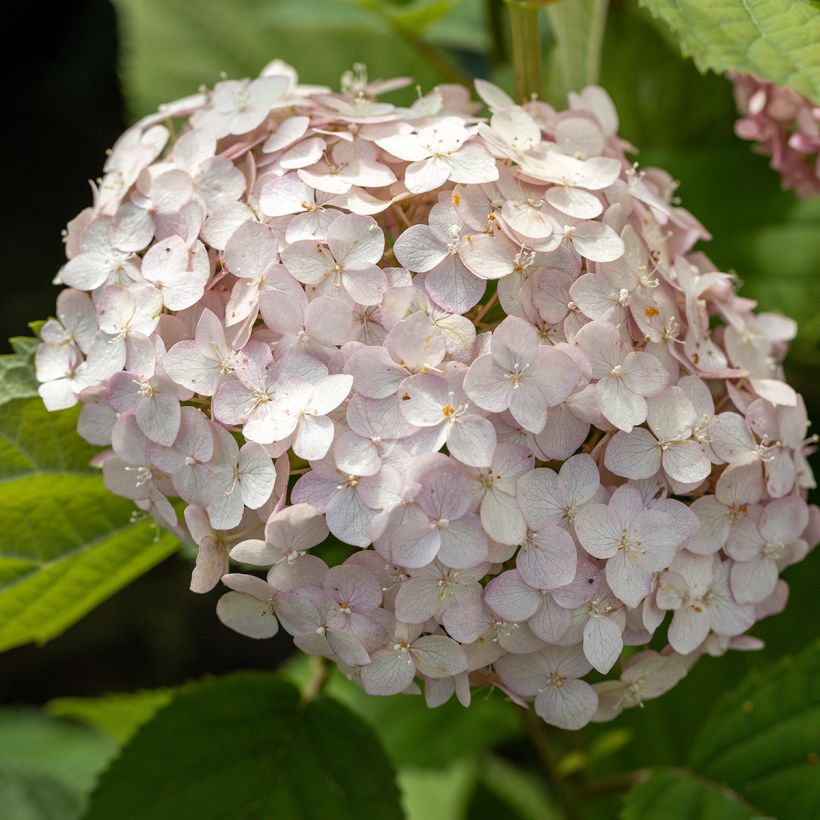 Hortensja krzewiasta Candybelle Bubblegum (Kwitnienie)