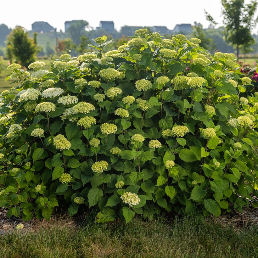 Hortensja krzewiasta FlowerWOW (Pokrój rośliny)