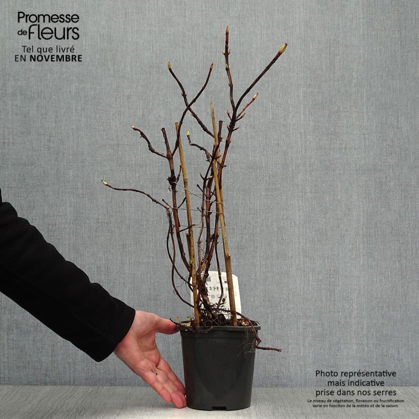 Przykładowy wygląd Hydrangea anomala subsp. petiolaris - Hortensja pnąca Doniczka 2L/3L w momencie dostawy jesienią