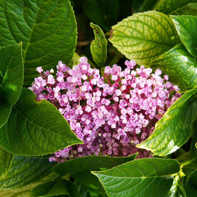 Hortensja ogrodowa Ayesha (Ulistnienie)